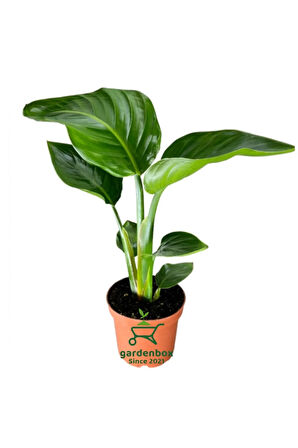 Mini Boy Strelitzia Starliçe Cennet Kuşu Çiçeği 15-30cm 1 ADET Saksılı