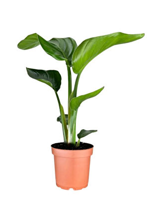 Mini Boy Strelitzia Starliçe Cennet Kuşu Çiçeği 15-30cm 1 ADET Saksılı