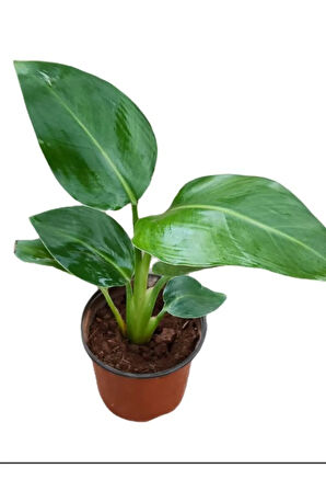 Mini Boy Strelitzia Starliçe Cennet Kuşu Çiçeği 15-30cm 1 ADET Saksılı