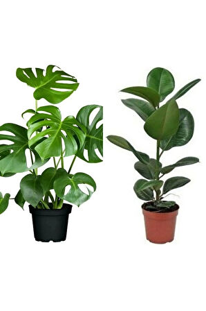 Kampanyalı Deve Tabanı 60-65 Cm Kauçuk 60-70 Cm 2'li Set Salon Ofis Bitkileri
