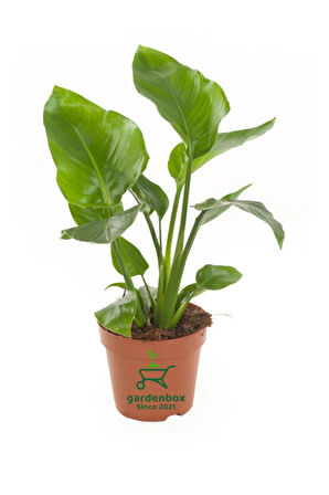 Starliçe Cennet Çiçeği 1 ADET Saksılı Mini Boy 15-30cm Strelitzia