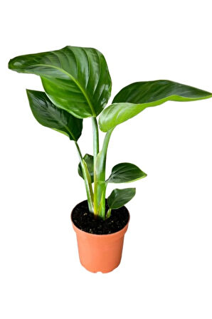 Starliçe Cennet Çiçeği 1 ADET Saksılı Mini Boy 15-30cm Strelitzia