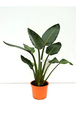 Büyük Boy Bodur Starliçe Regina 1 Adet Saksılı  60-80cm (Strelitzia)