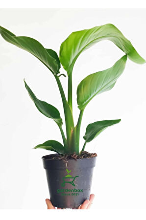 Mini Boy Starliçe Cennet Çiçeği Starliçe Çiçeği 1 ADET Saksılı 15-30cm (Strelitzia)
