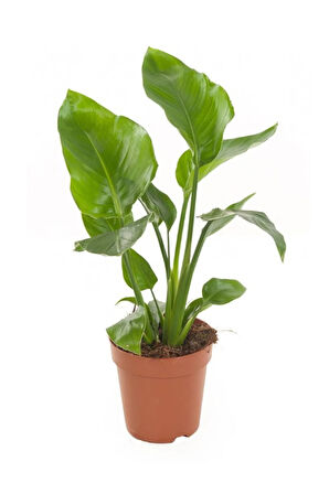 Mini Boy Starliçe Cennet Çiçeği Starliçe Çiçeği 1 ADET Saksılı 15-30cm (Strelitzia)