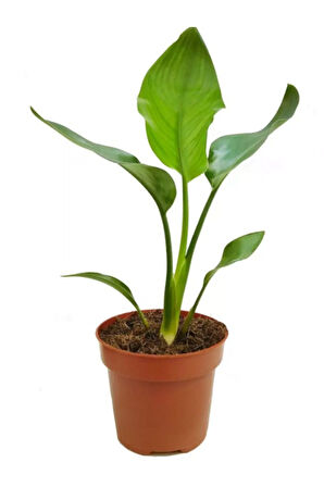 Mini Boy Starliçe Cennet Çiçeği Starliçe Çiçeği 1 ADET Saksılı 15-30cm (Strelitzia)