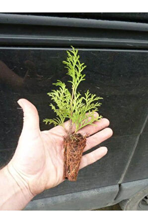 Mini Potta Leylandi Fidanı (10 25 CM) 20 Adet Viyolde Min Boy Cupressus Leylandii