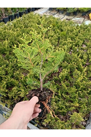 En Favori Dekorasyon Bitkisi Leylandi 10 ADET (15-25CM) Tüplü Cupressus