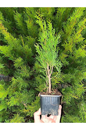 En Favori Dekorasyon Bitkisi Leylandi 10 ADET (15-25CM) Tüplü Cupressus