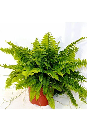 Kampanyalı Fujer Aşk Merdiveni Nephrolepsis Exaltata