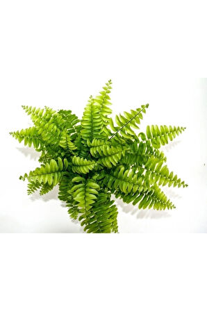 Kampanyalı Fujer Aşk Merdiveni Nephrolepsis Exaltata