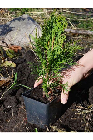 Formlu Leylandi Çam Ağacı Fidanı 15-25cm 40 ADET Tüplü Bahçe Dekorasyon Bitkisi