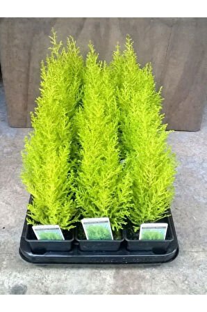 Limon Kokulu Limon Çamı Fidanı Sarı Renkli 30 Adet (15-25cn)Tüplü Dış Mekan Bitkisi