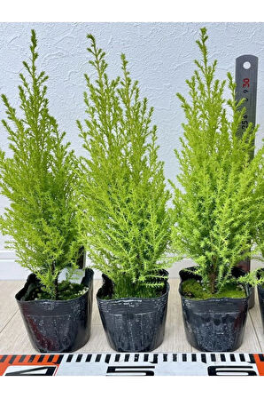 Limon Kokulu Limon Çamı Fidanı Sarı Renkli 30 Adet (15-25cn)Tüplü Dış Mekan Bitkisi