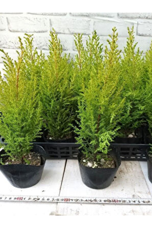 Limon Kokulu Limon Çamı Fidanı Sarı Renkli 30 Adet (15-25cn)Tüplü Dış Mekan Bitkisi