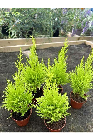 Bahçelerin Vazgeçilmezi Limon Çamı Fidanı 20 Adet Tüplü 15-25cm Bahçe Bitkisi