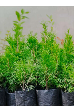 Leylandi Çam Ağacı Fidanı 20 ADET Tüplü 10-25cm (Cupressus Leylandii)