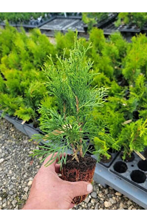 Cupressus Leylandii 40 Adet Leylandi Çam Ağacı Fidanı 10-25cm Dış Mekan Çit Bitkisi