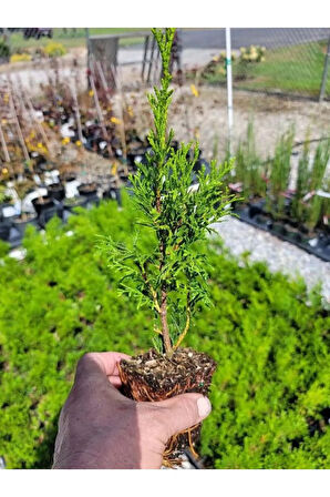 Bahçe Dekorasyon Leylandi Çam Fidanı 20 ADET Tüplü (10-25cm) Cupressus