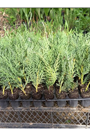 Leylandi Fidanı (10 25 CM)40 Adet Viyolde Min Boy Cupressus Leylandii
