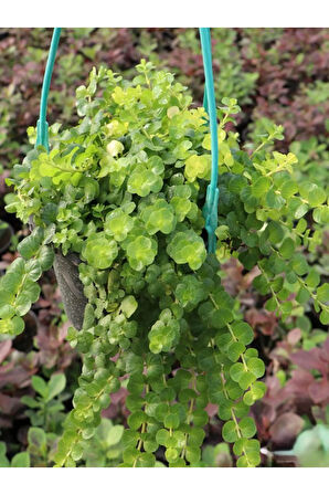 Makrome Askılı Saksılı Sarı Kız Altın Kolye Çiçeği 1 ADET 20-40CM