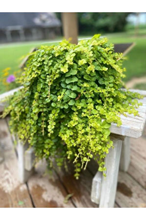 Lysimachia Nummularia Sarı Kız Altın Kolye Makrome Saksılı 20-40Cm