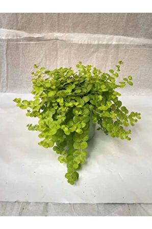 Sarı Kız Altın koyle Çiçeği Sarı Çiçekkli 1 ADET Saksılı 20-40cm Lysimachia nummularia