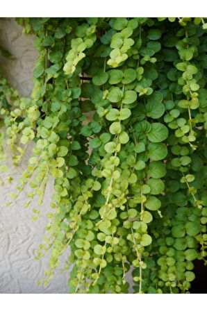 Sarı Kız Altın koyle Çiçeği Sarı Çiçekkli 1 ADET Saksılı 20-40cm Lysimachia nummularia