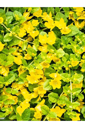 Sarı Çiçek Açan Altın Kolye Çiçeği Zemin Örtücü Sarkıcı Bitki 30-40cm Saksılı