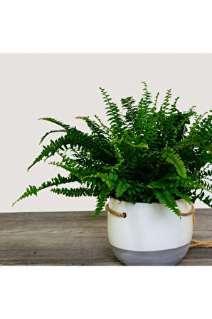 Çok Avantajlı Aşk Merdiveni Fujer Nephrolepis Havayı Temizleyen Bitki