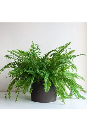 Çok Avantajlı Aşk Merdiveni Fujer Nephrolepis Havayı Temizleyen Bitki