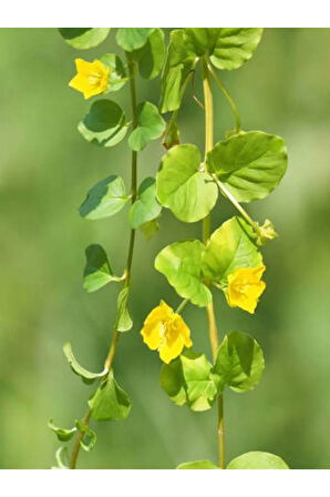 Lysimachia Nummularia Sarı Çiçekli Zemin Örtücü Altın Kolye Çiçeği 20-40Cm