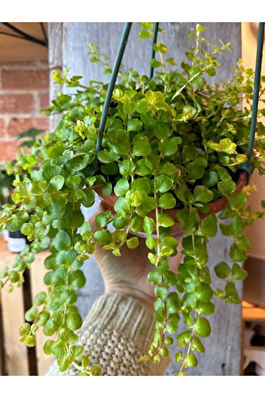 Lysimachia Nummularia Sarı Çiçekli Zemin Örtücü Altın Kolye Çiçeği 20-40Cm