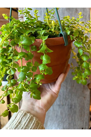 Altın Kolye Çiçeği 1 ADET Makrome Saksılı 20-40cm Sarı Çiçekli