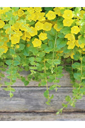 Makrome Askılı Saksılı Sarı Kız Altın Kolye Çiçeği 1 ADET 30-40CM