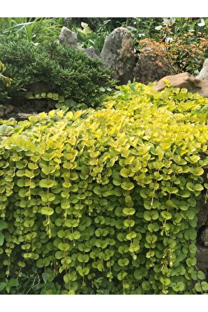 Makrome Askılı Saksılı Sarı Kız Altın Kolye Çiçeği 1 ADET 30-40CM