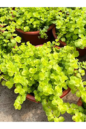 Lysimachia Nummularia Sarı Kız Altın Kolye Makrome Saksılı 30-40Cm