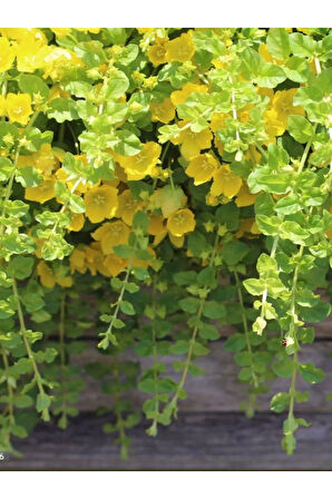 Altın Kolye Çiçeği 1 ADET Makrome Saksılı 30-40cm Sarı Çiçekli