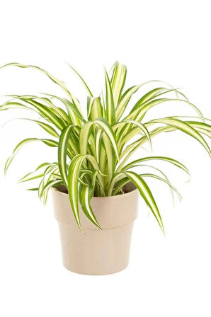 Dekoratif Bol Köklü Salon Çiçeği Chlorophytum Comosum 20-30CM