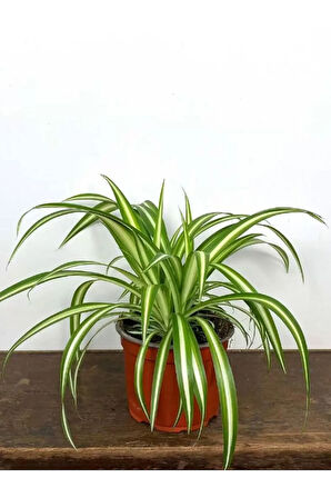 Dekoratif Bol Köklü Salon Çiçeği Chlorophytum Comosum 20-30CM
