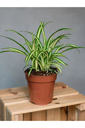 Dekoratif Bol Köklü Salon Çiçeği Chlorophytum Comosum 20-30CM