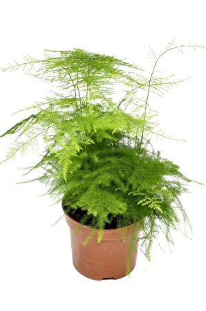 Tül Kuşkonmaz Çiçeği 1 ADET Saksılı Salon Ofis Çiçeği 15-30cm