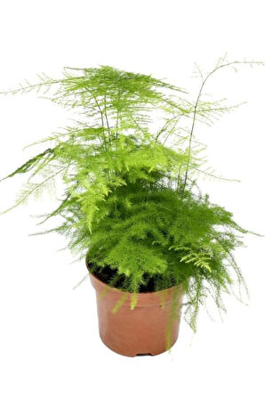 Kuşkonmaz Tül Çiçeği 1 Adet Saksılı 15-30cm Salon Çiçeği