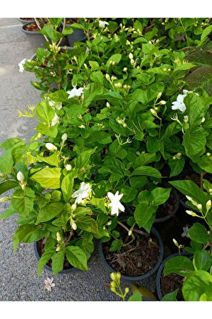 Kokulu Ful Yasemin Çiçeği 1 ADET Saksılı 30-60cm Jasminum