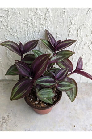 Güzel Yapraklı Alacalı Telgraf Çiçeği 1 ADET Saksılı 20-40cm Salon Çiçeği