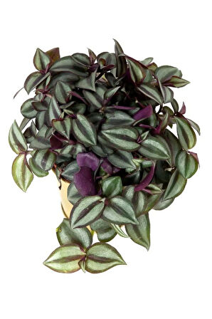 Zebra Alacalı Telgraf Çiçeği 1 Adet Saksılı 30-40cm Tradescantia Zebrina