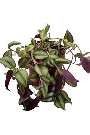 Canlı Dekoratif Salon Çiçeği 1 Adet Saksılı Telgraf Tradescantia Zebrina
