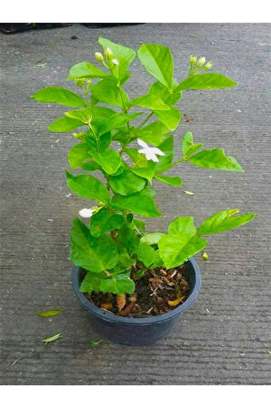 Yoğun Kokulu Ful Yasemin Çiçeği Sarmaşık Bitki 30-50cm(Jasminum grandiflorum)