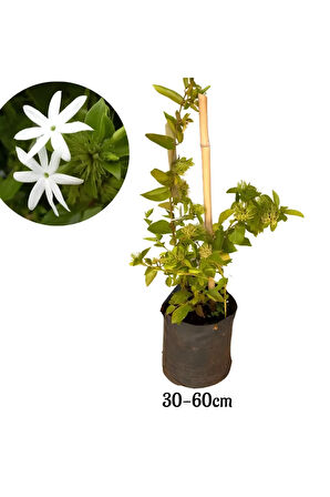 Ful Yasemin Çiçeği Yoğun Kokulu 30-60cm Sarmaşık Bitki (Jasminum)