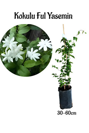 Yoğun Kokulu Ful Yasemin Çiçeği Sarmaşık Bitki 30-50cm(Jasminum grandiflorum)